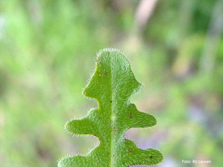 Foto 2: blad